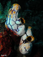 Golden Sea Squirt - Polycarpa aurata - Gold-Seescheide