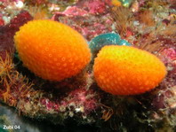 Ascidians - Pseudodistoma megalarva - Seescheide