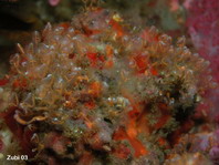 Ascidian - Pycnoclavella detorta - Seescheide